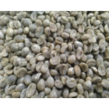 high quality Green Coffee Bean